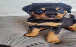 Rottweiler dogs for sale: Stunning Rottweiler Puppies - Image 12