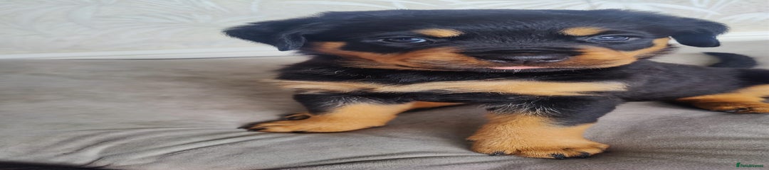 Rottweiler Puppy 2 (Pink)