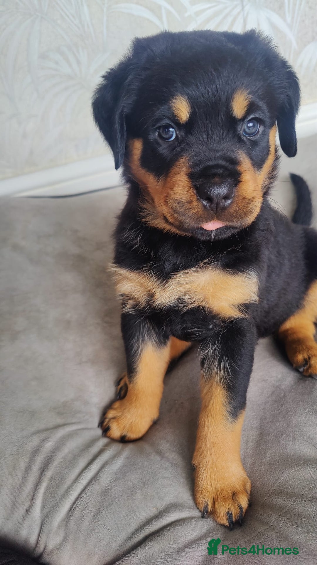 Rottweiler dogs for sale: Stunning Rottweiler Puppies - Image 12