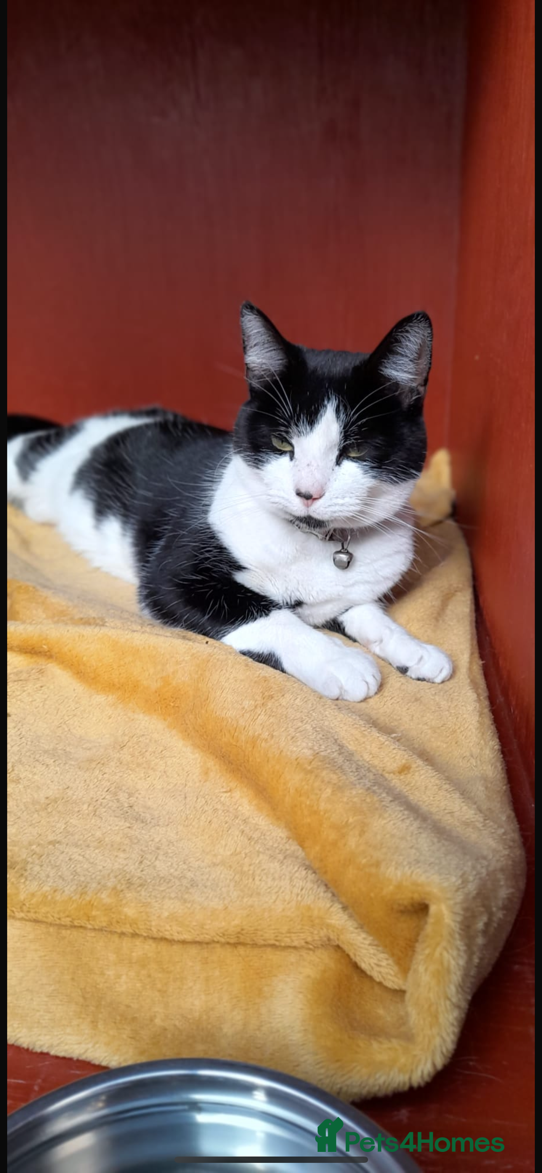 Domestic Shorthair cats for sale: Family cat aged 5 - Image 3