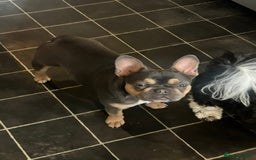 French Bulldog dogs for sale: 11 month old French bulldog  - Image 1