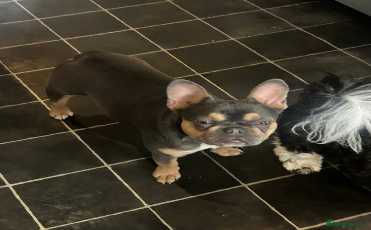 French Bulldog dogs - Advert 3
