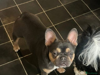 French Bulldog dogs - Advert 31