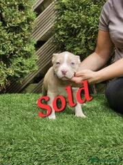 American Bully Puppy 9