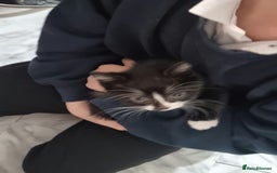 Mixed Breed cats for sale: 3x black and white kittens - Advert 2