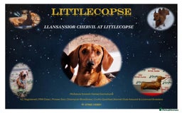 Miniature Dachshund dogs for stud: MINIATURE DACHSHUND -Crufts qual & champion lines in Atherstone - Image 2