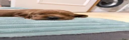 Irish Setter dogs for sale: Irish Red Setter Puppies  - Advert 16