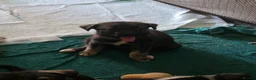 Mixed Breed dogs for sale: Husky cross staffy puppies  - Advert 5
