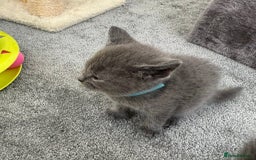 Russian Blue cats for sale: Russian Blue Kittens  - Advert 11