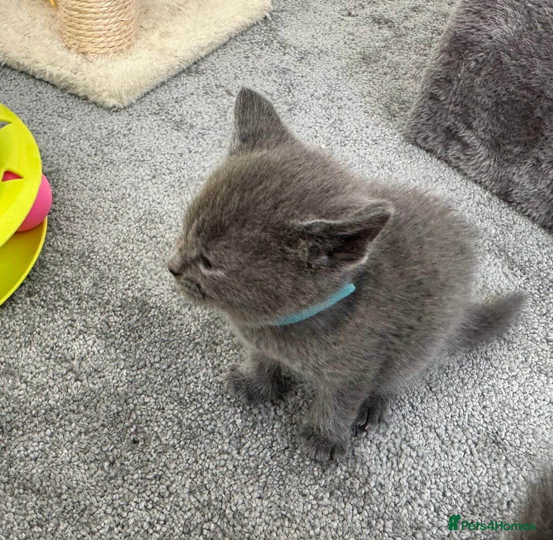 Russian Blue cats for sale: Russian Blue Kittens  - Advert 11