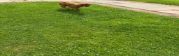Cavalier King Charles Spaniel dogs for sale: Beautiful health tested cavalier King Charles  - Advert 13