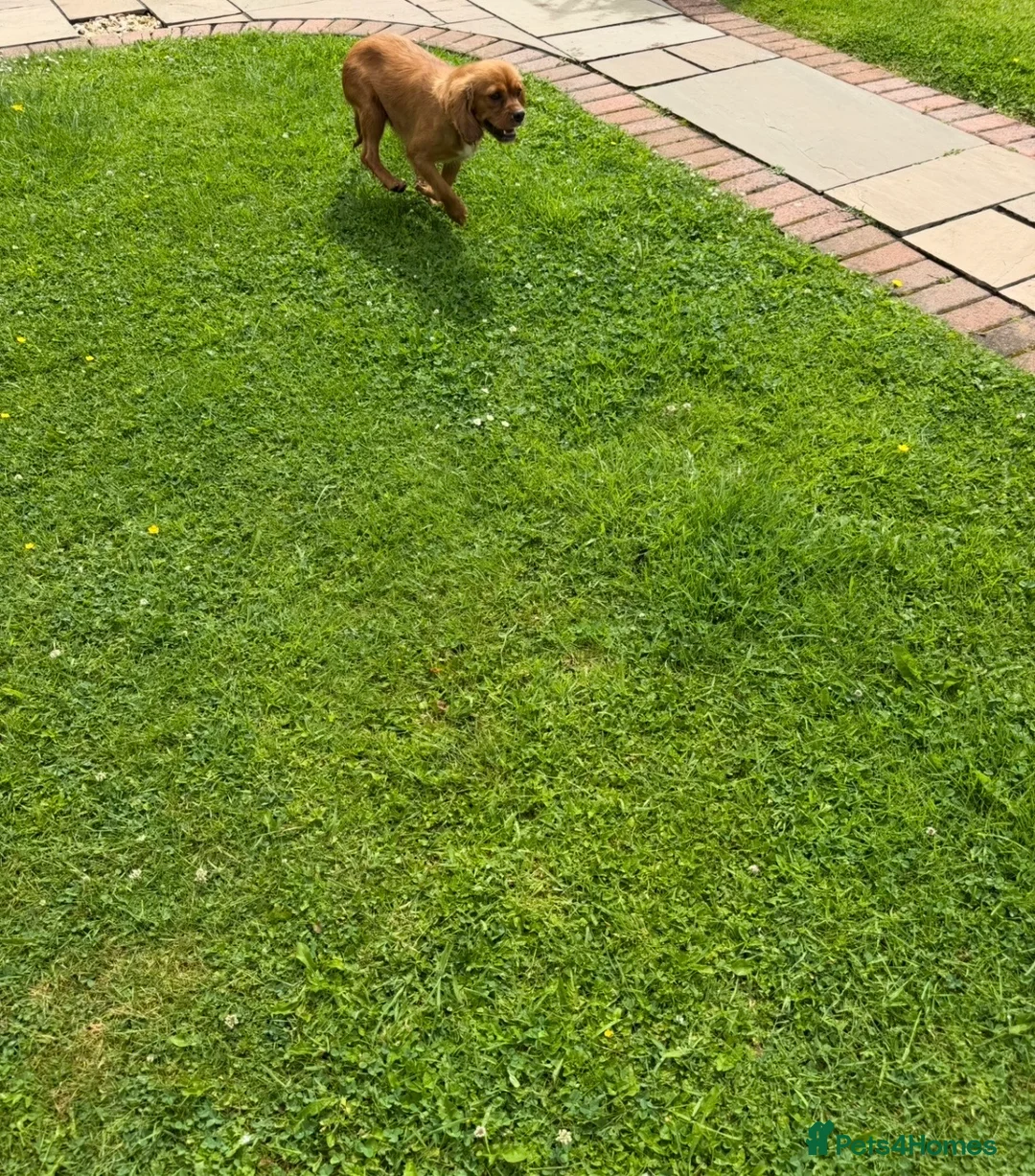 Cavalier King Charles Spaniel dogs for sale: Beautiful health tested cavalier King Charles  - Advert 13