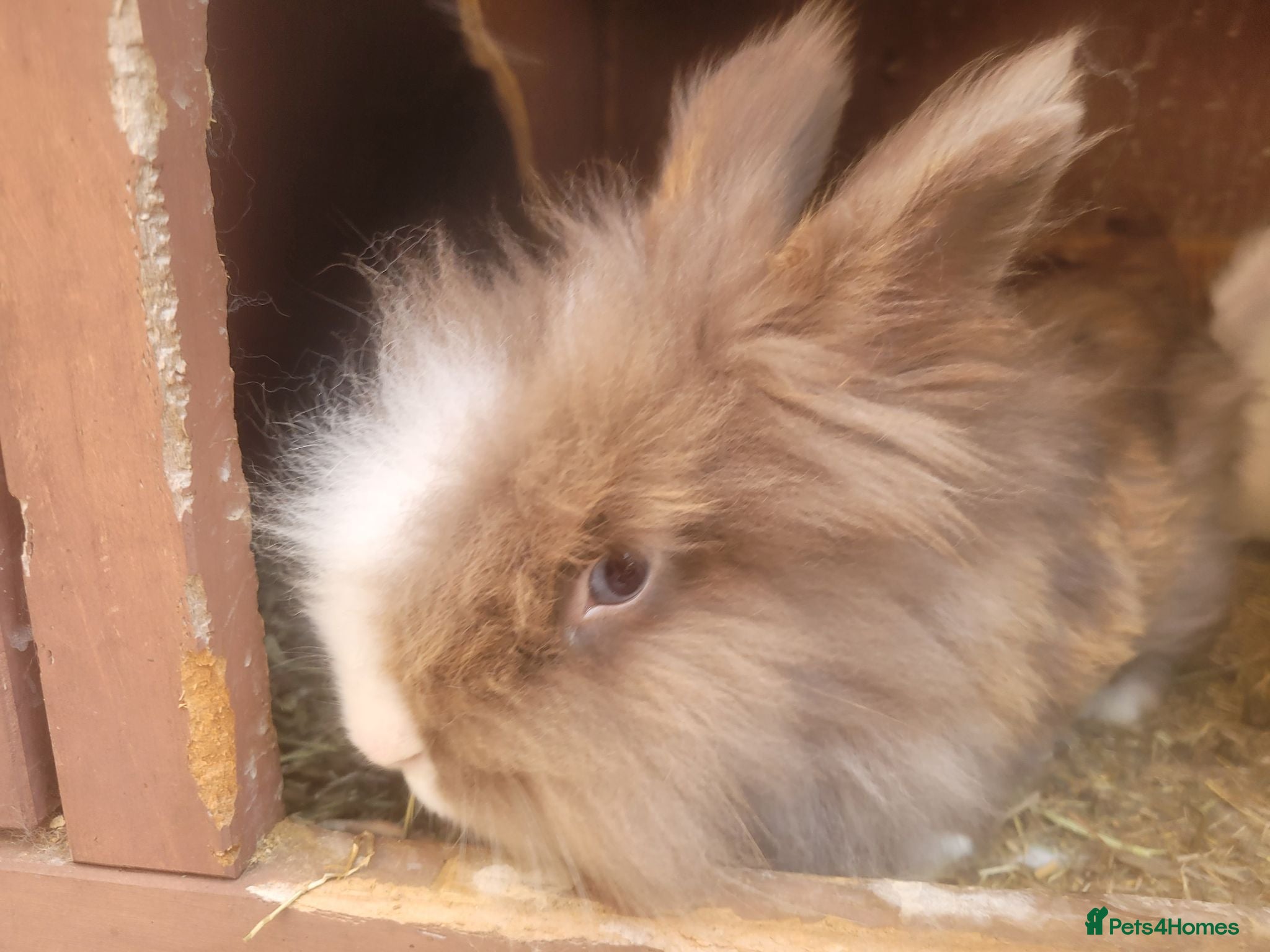 Lionhead rabbits double Maine lionhead bunnys - Advert 2