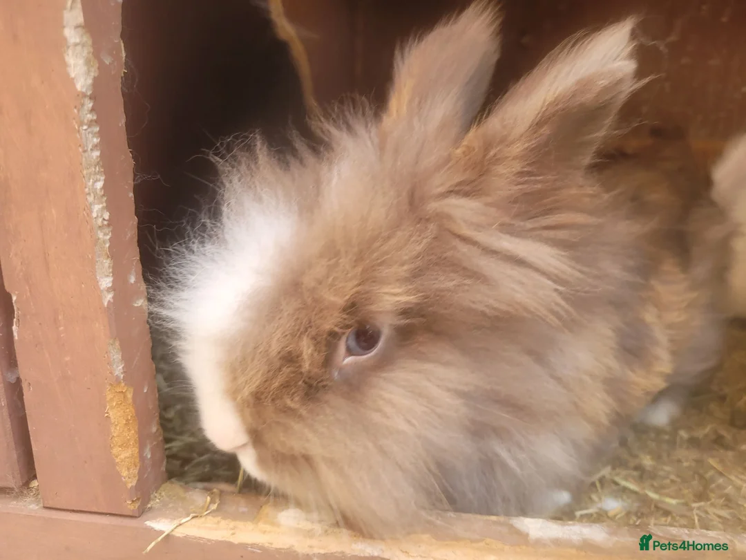 Lionhead rabbits for sale: double Maine lionhead bunnys in Norwich - Advert 2