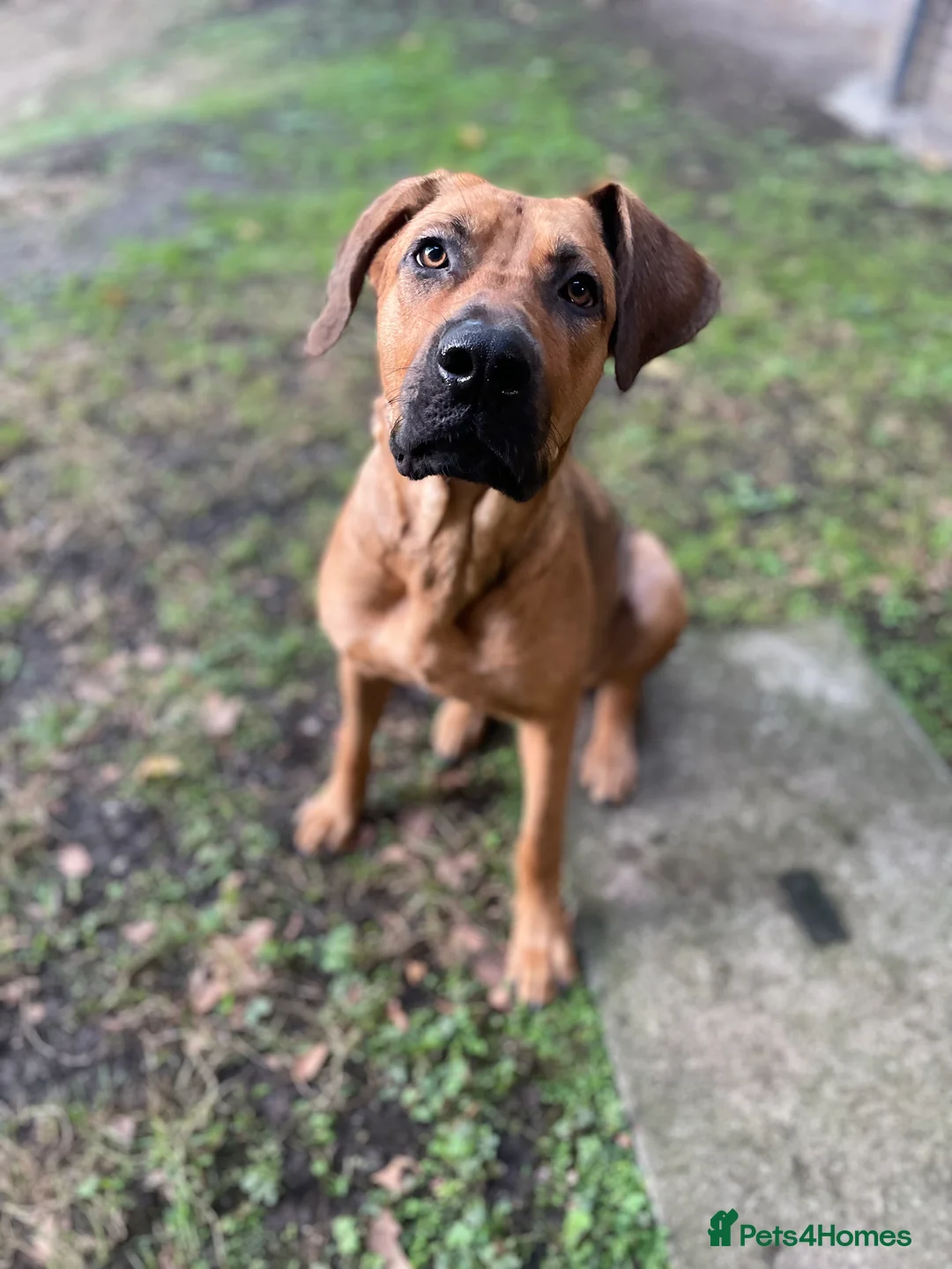 Mixed Breed dogs for sale: Raven  - Advert 1