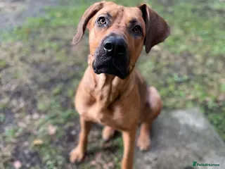 Mixed Breed dogs Raven - Advert 3