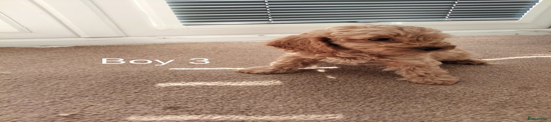Cockapoo Puppy 3