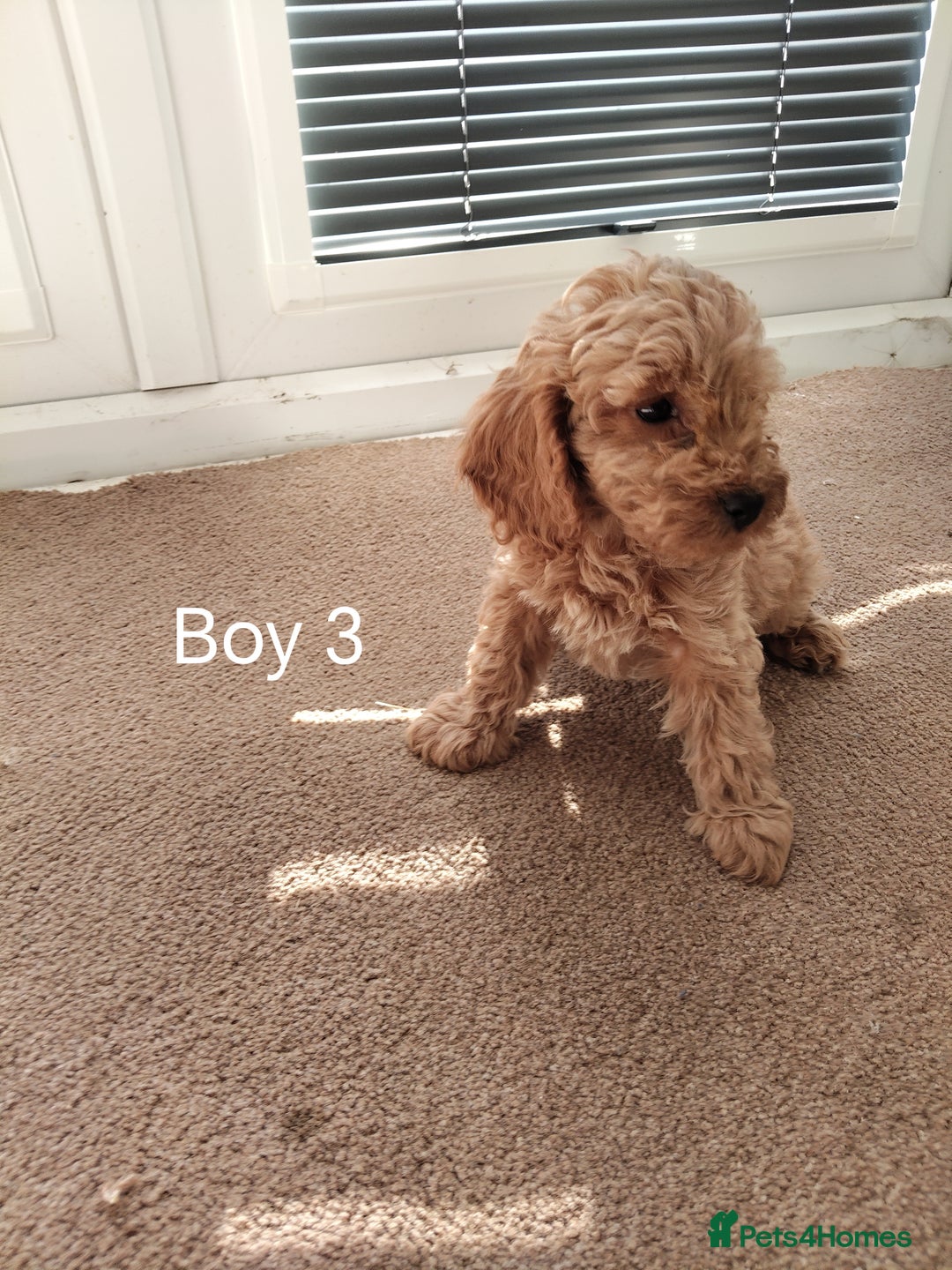 Cockapoo dogs for sale: Stunning toy Cockapoo puppies for sale  - Image 4