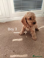Cockapoo dogs - Advert 10