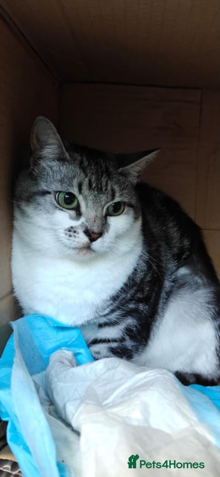 Mixed Breed cats Sweet Eva looking for her home - Advert 4