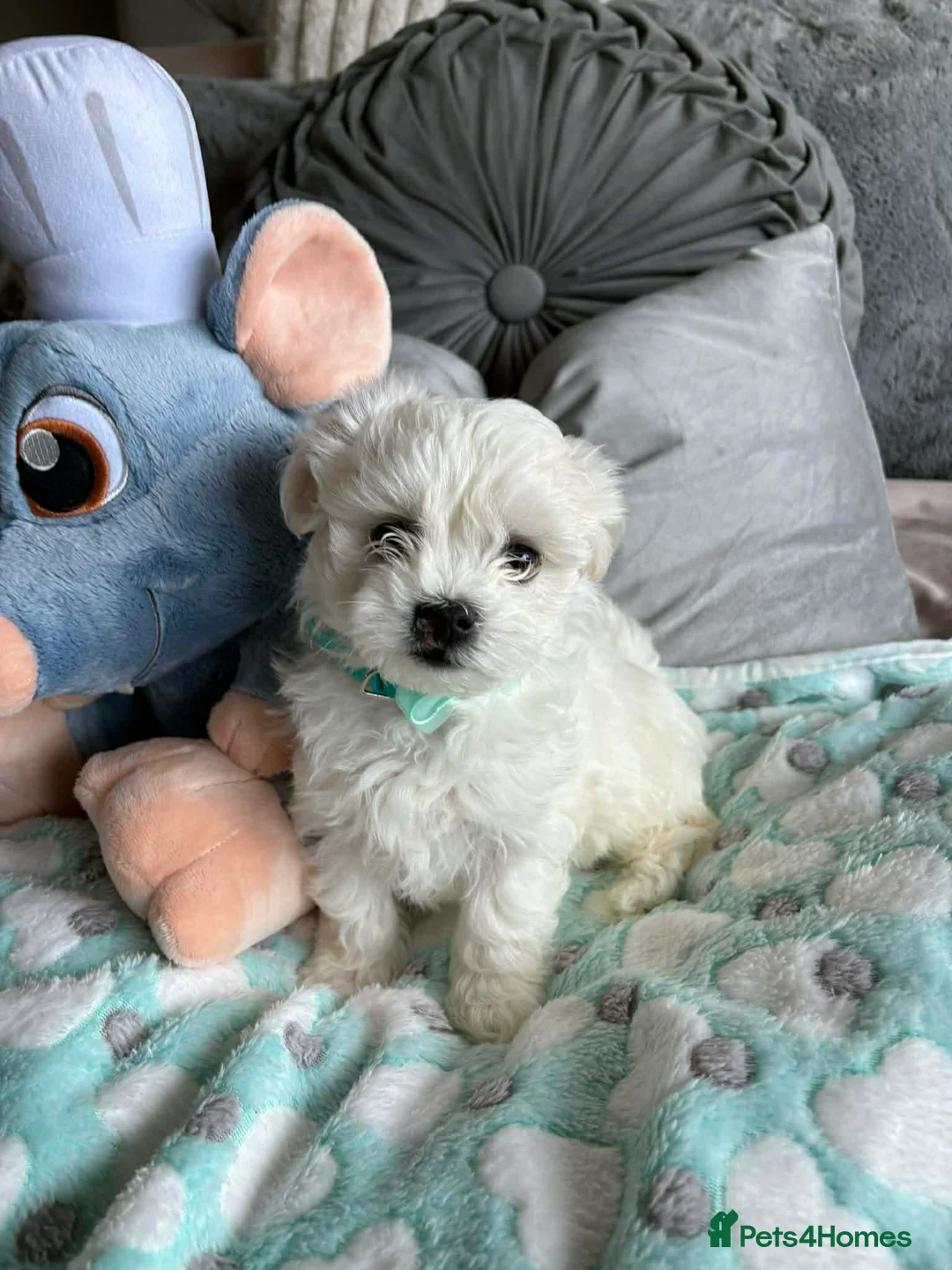 Maltese dogs for sale: Gorgeous tiny Korean Maltese puppies 🐶  - Advert 20
