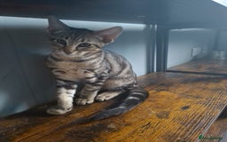 Maine Coon cats for sale: Gorgeous Maine Coon cross Oriental kittens - Image 6