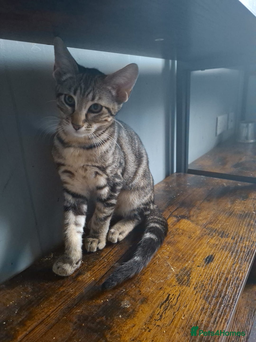 Maine Coon cats for sale: Gorgeous Maine Coon cross Oriental kittens - Image 6