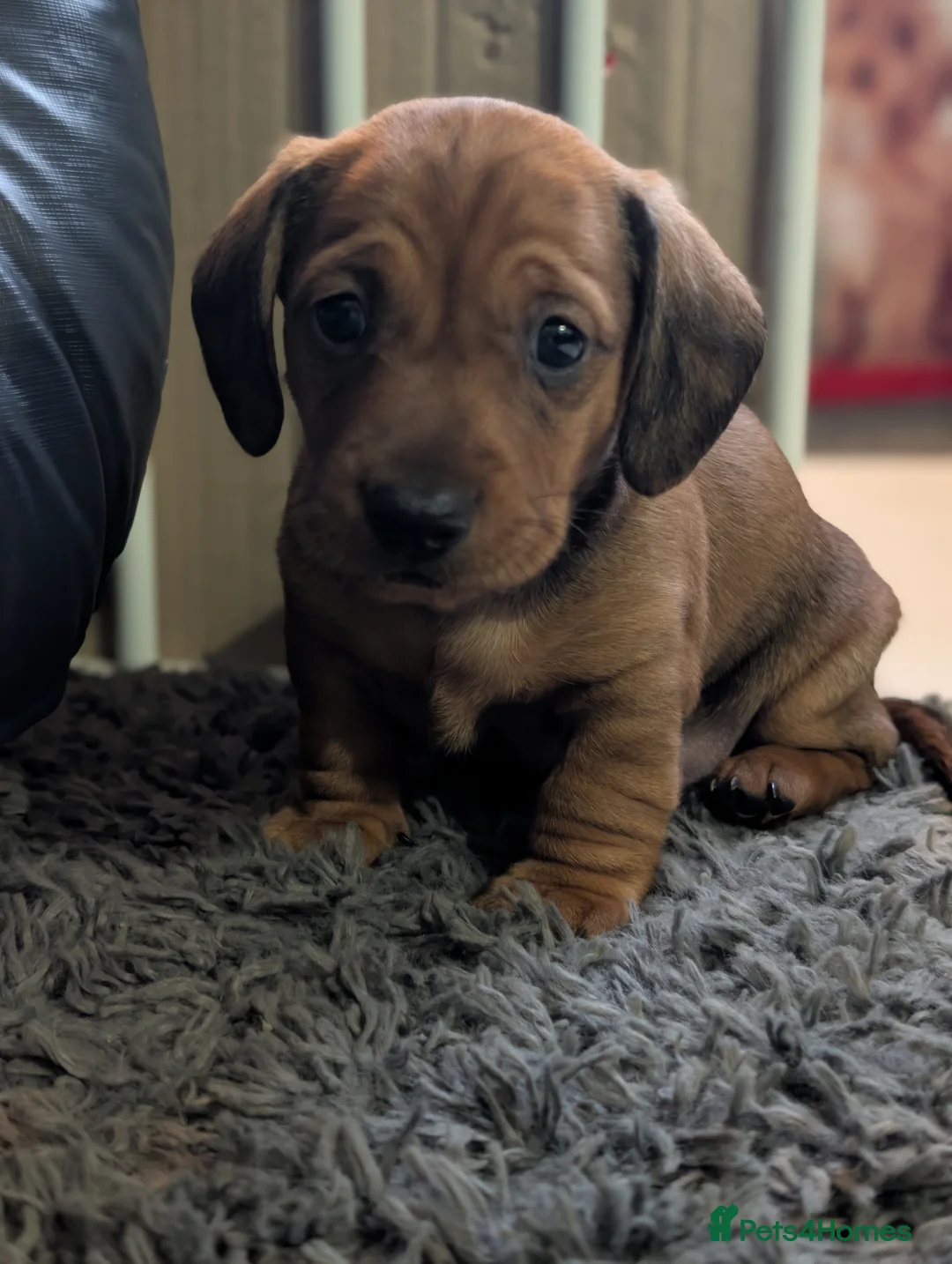 Mixed Breed dogs for sale: Dachshund cross pug puppies in Huddersfield - Advert 19