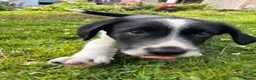 Mixed Breed dogs for sale: Cocker x Collie Pup in Llandovery - Advert 2
