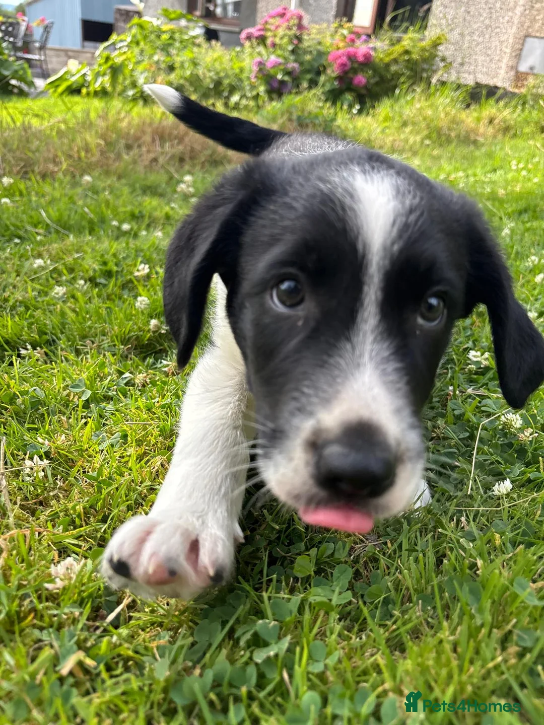 Mixed Breed dogs for sale: Cocker x Collie Pup in Llandovery - Advert 2