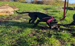 Whippet dogs for adoption: ASH-12 months,Medium,playful/friendly/loves people - Image 8