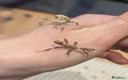 Stick Insects invertebrates for sale: Macleay's/ giant pricklies (Extatosoma tiaratum) - Image 3