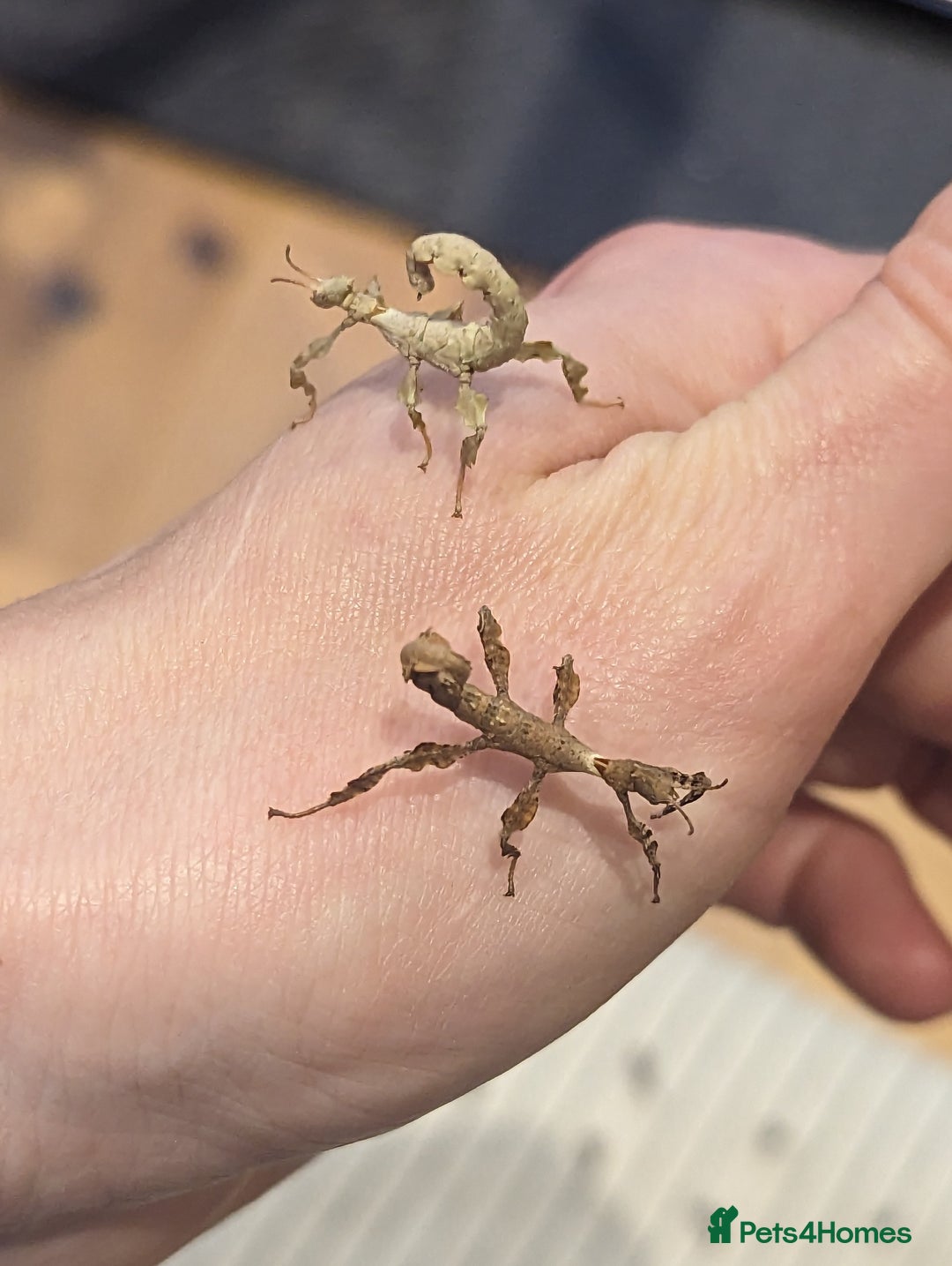 Stick Insects invertebrates for sale: Macleay's/ giant pricklies (Extatosoma tiaratum) - Image 3