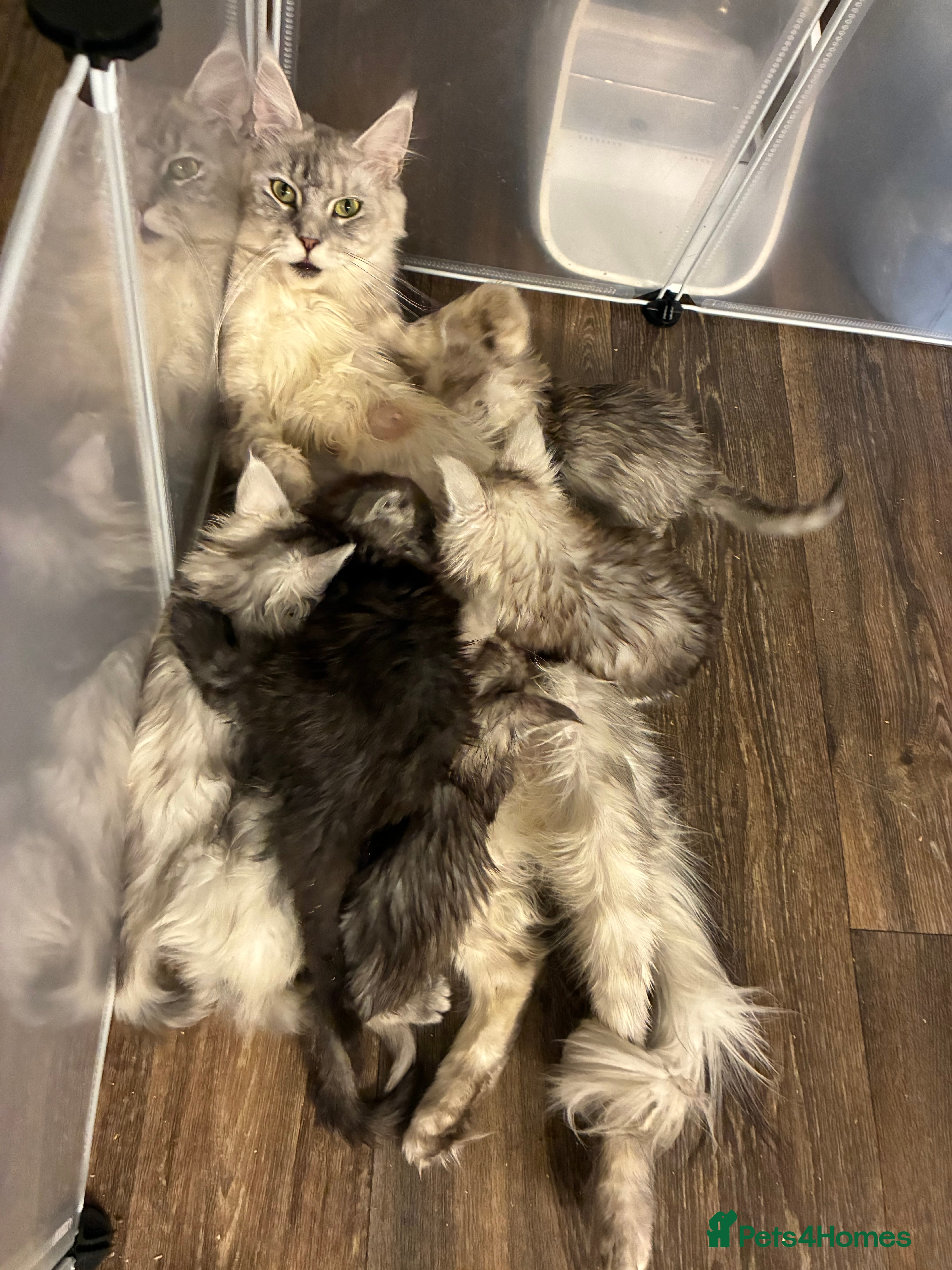 Maine Coon cats Polydactyl Maine Coon Kittens — TICA Registered  - Advert 1