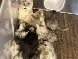 Maine Coon cats Polydactyl Maine Coon Kittens — TICA Registered - Advert 1