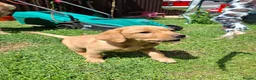 Labrador Retriever dogs for sale: READY TO GO. 2 AVAILABLE. Labrador Pups. KCreg. - Advert 36