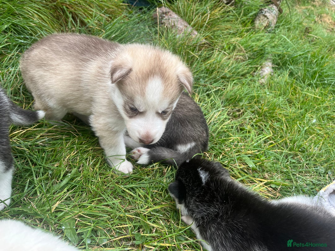 Australian Cattle Dog Ausky Puppy For Sale Blue Heeler Siberian