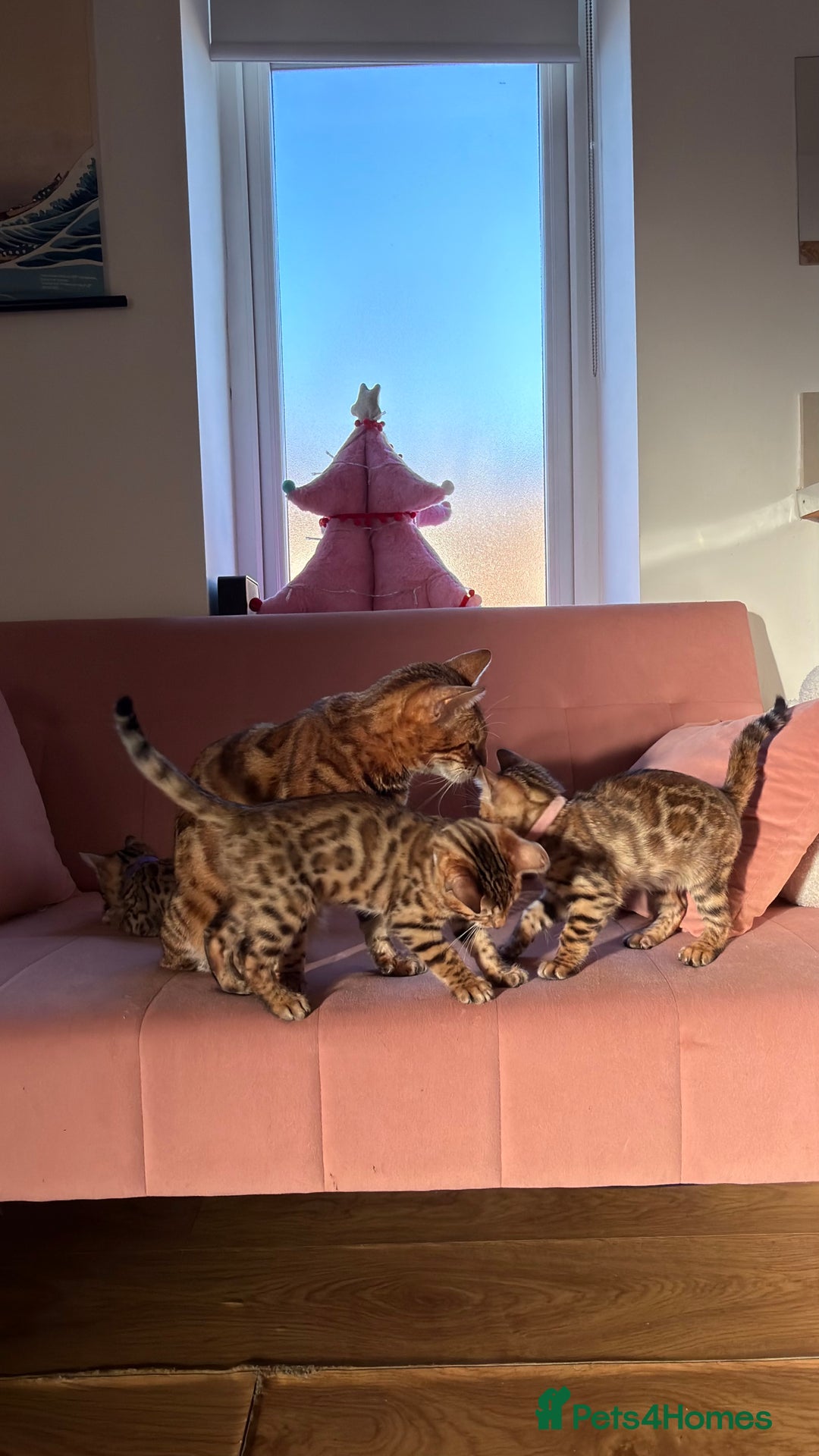 Bengal cats for sale: Adorable Female Bengal Kitten TICA  - Advert 6