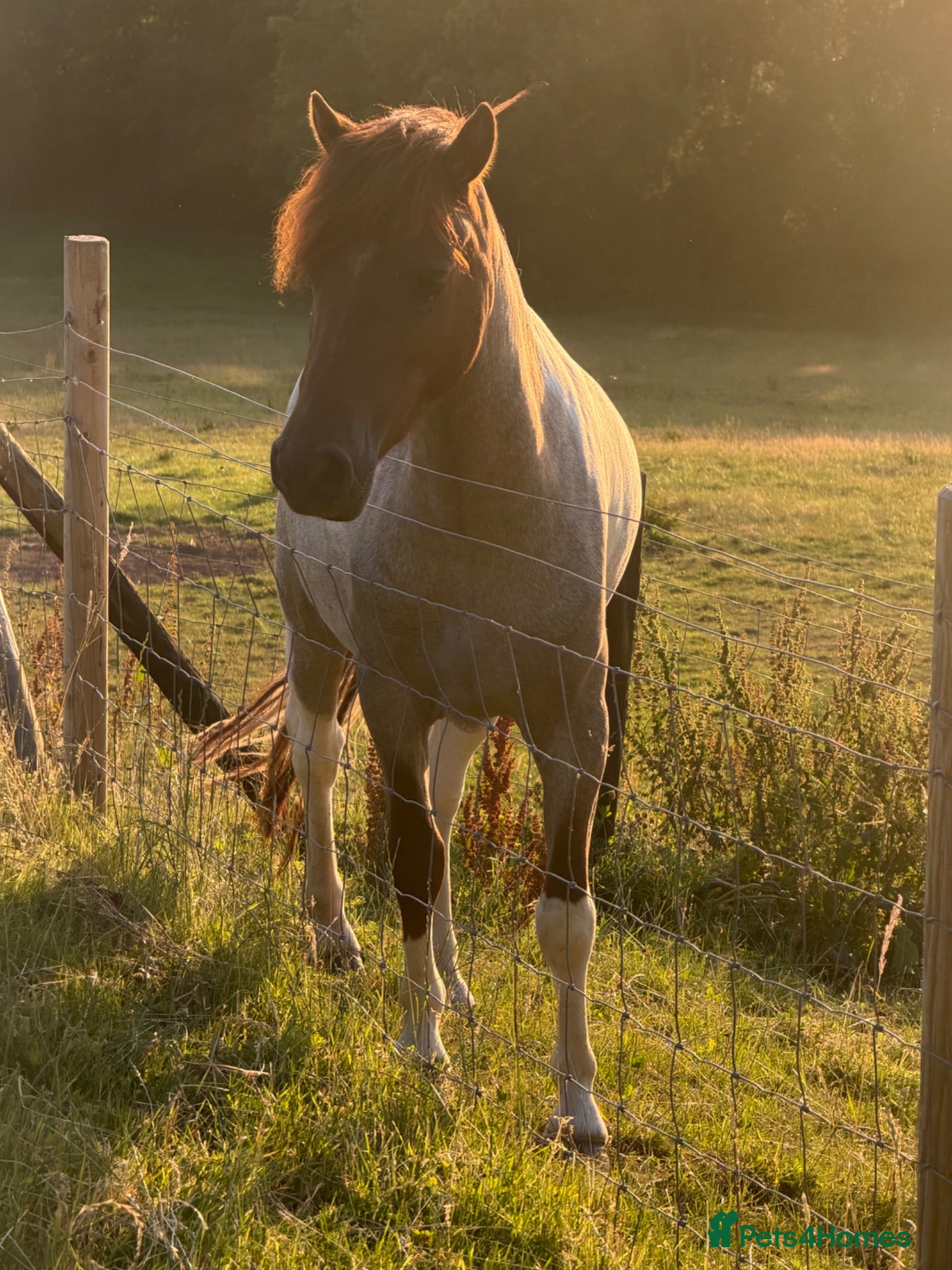 Welsh Section B horses Stunning Young Show Type Gelding  - Advert 12