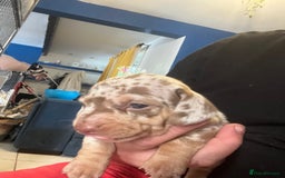 Miniature Dachshund dogs for sale: VIEW NOW 2 Beautiful chocolate dapple girls in Dudley - Image 4