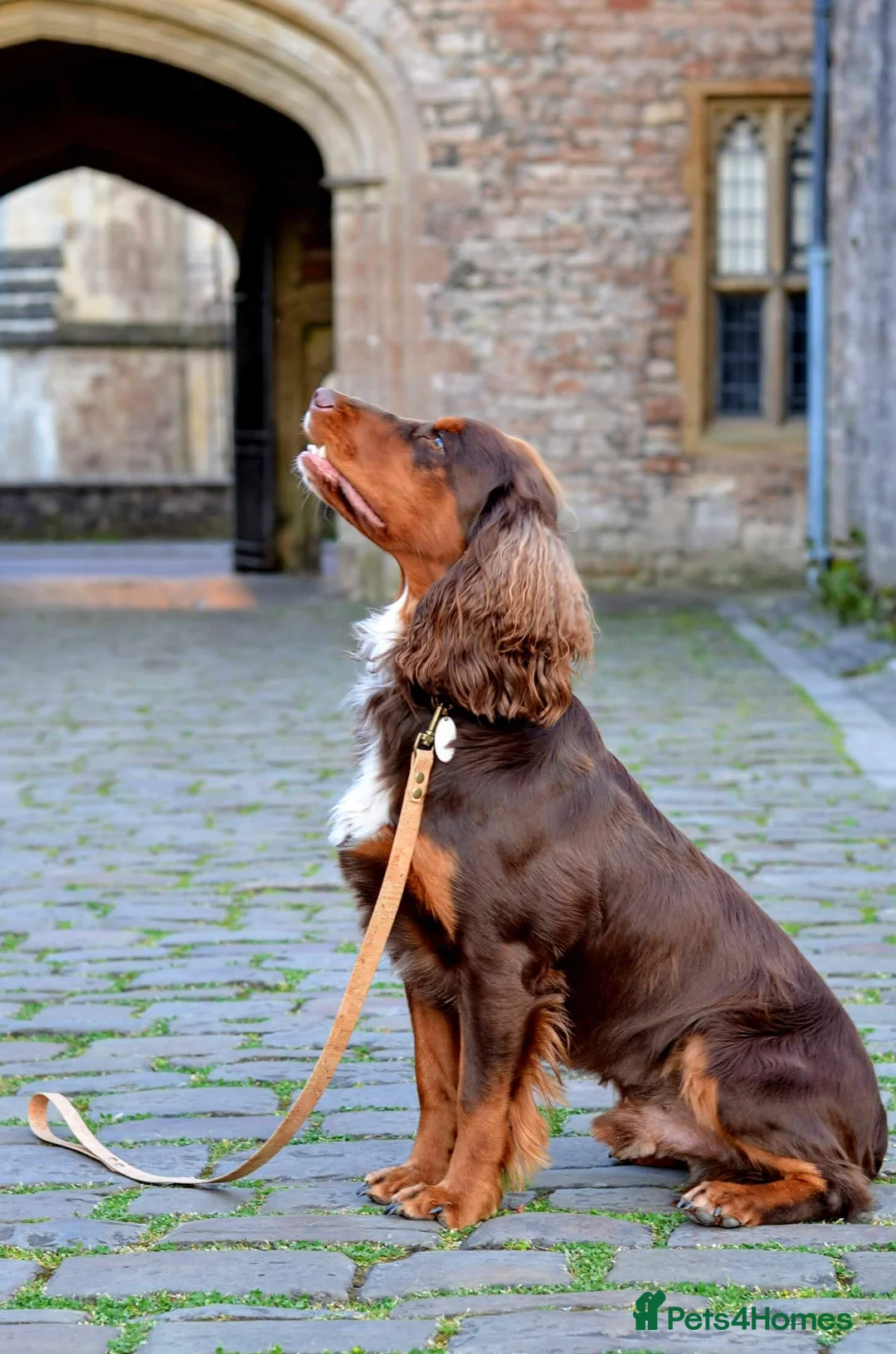 Cocker Spaniel dogs for stud: KC Pedigree Cocker Spaniel FULL DNA TESTS in Bristol - Advert 6