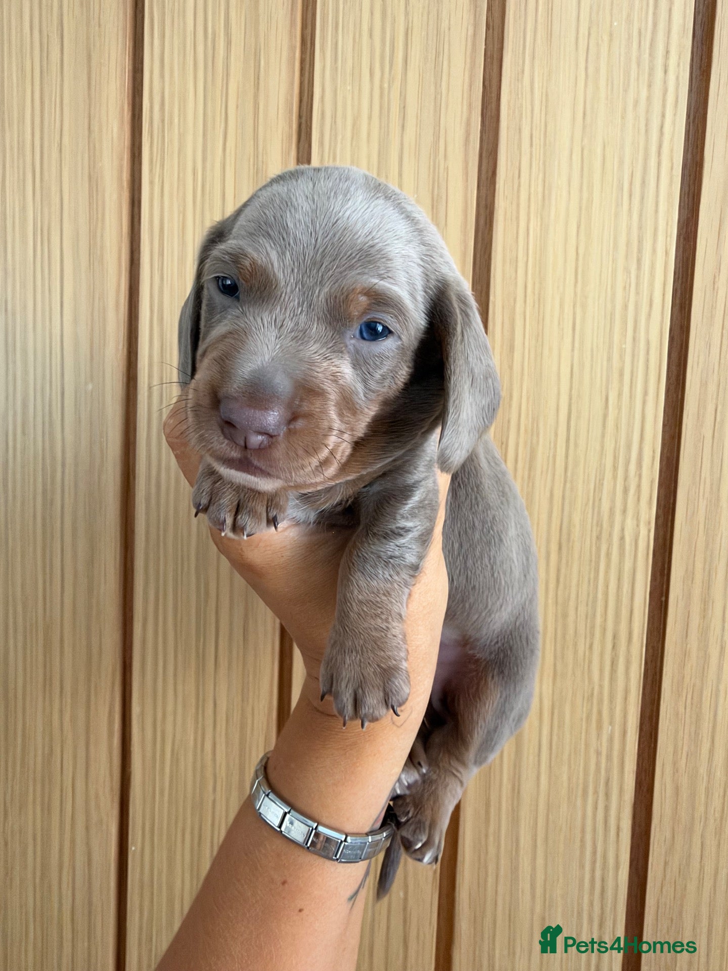 Miniature Dachshund dogs Stunning Miniature Dachshund - Advert 9