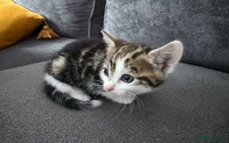 American Shorthair cats for sale: Smart stunning mixed colour kittens  - Image 27