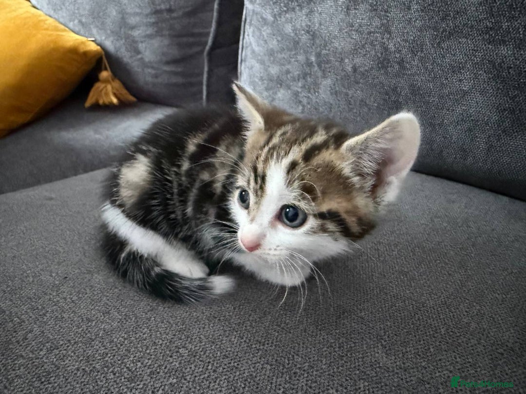 American Shorthair cats for sale: Smart stunning mixed colour kittens  - Image 27