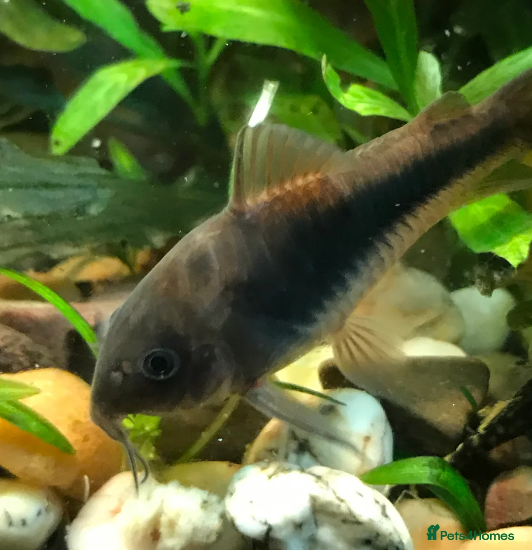 Corys fish for sale: Various species of Corydoras. Adult breeding pairs - Advert 12