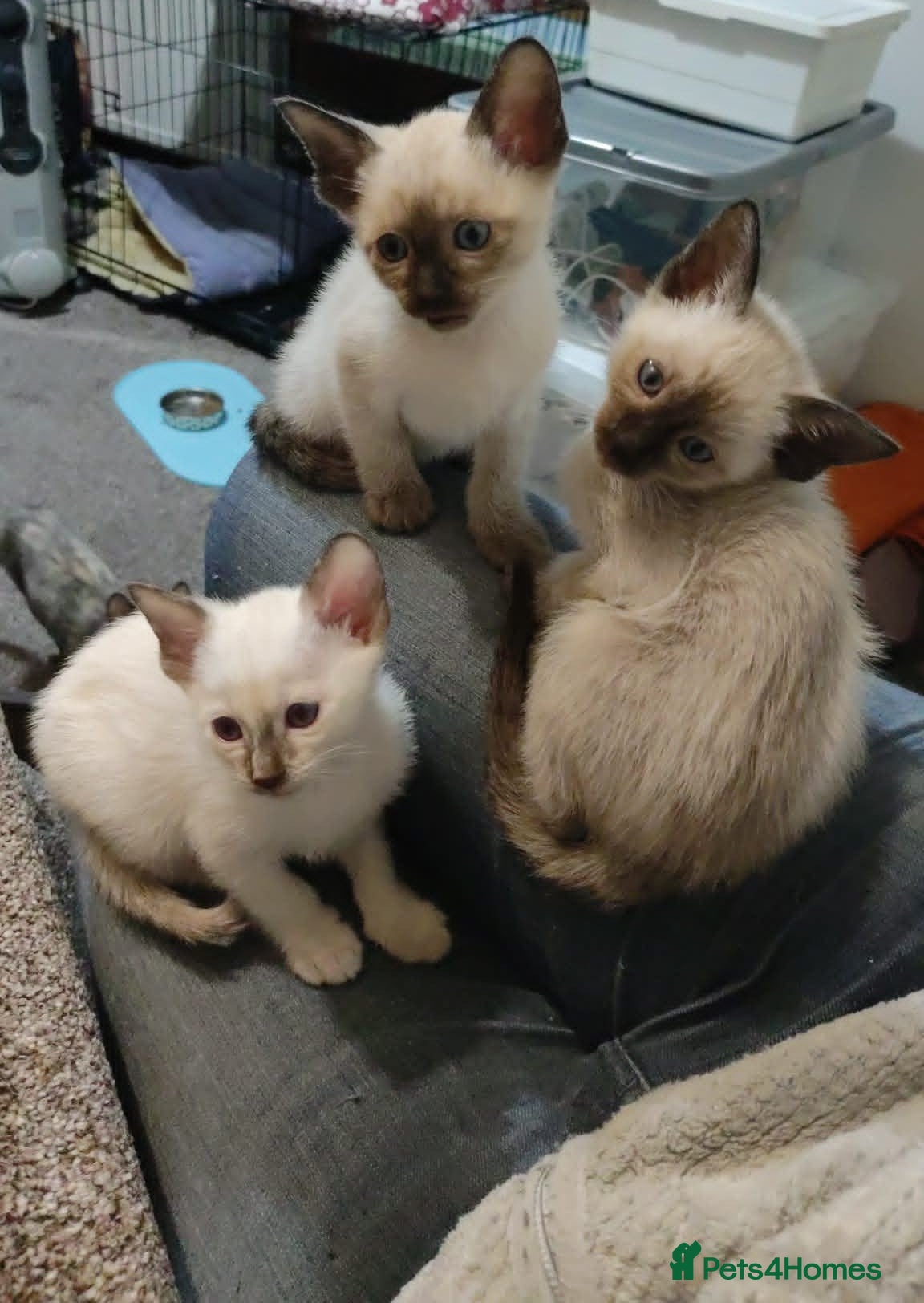 Siamese cats Siamese x rex kittens - Advert 5