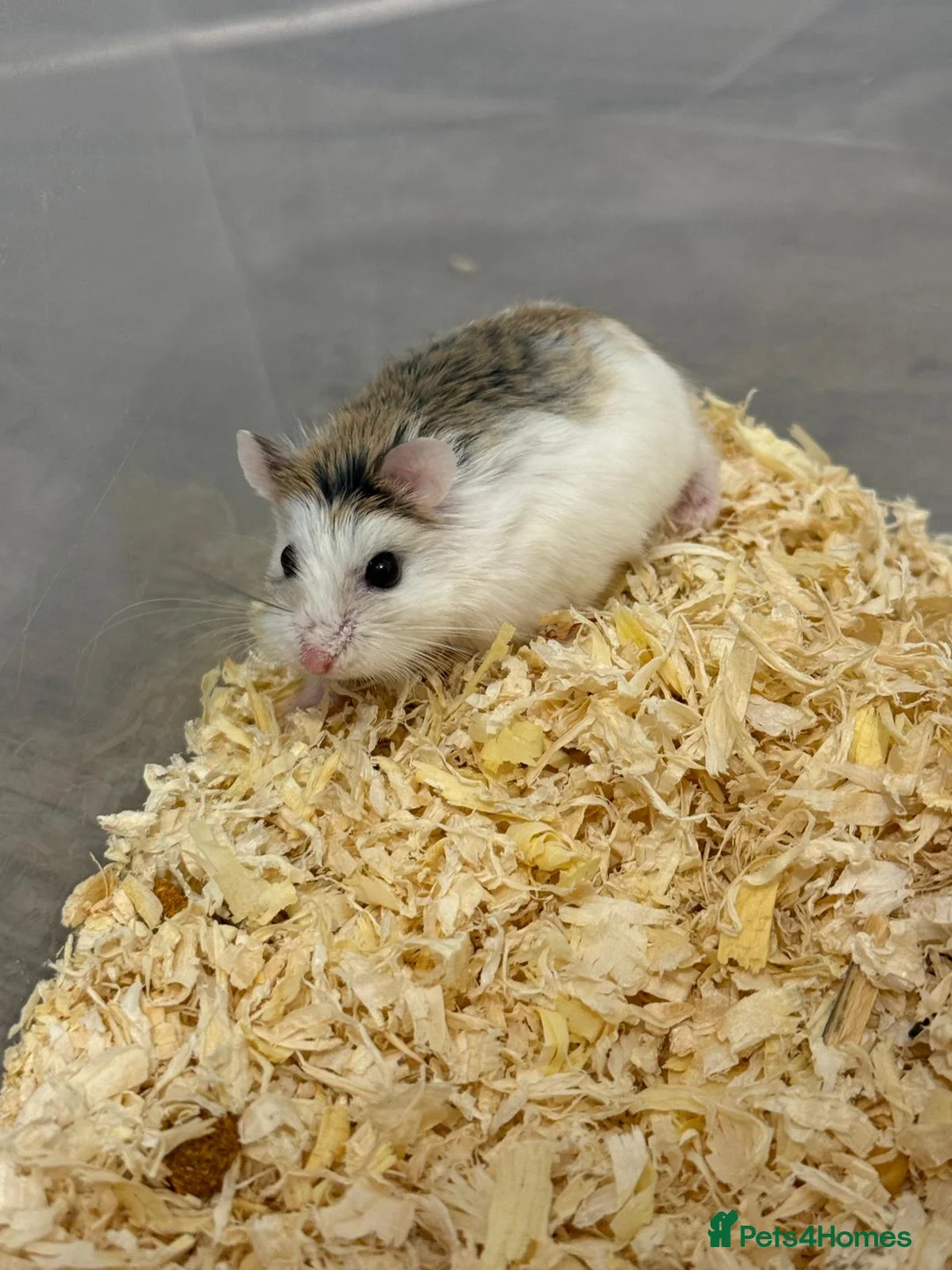 Hamster rodents for sale: Roborovski Hamsters - Advert 2