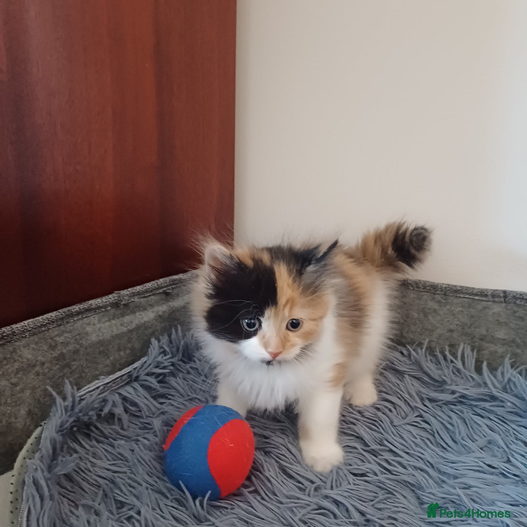 Mixed Breed cats for sale: Cute Kittens:)) - Advert 16