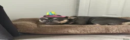 French Bulldog dogs for sale: Male French bulldog - Advert 6