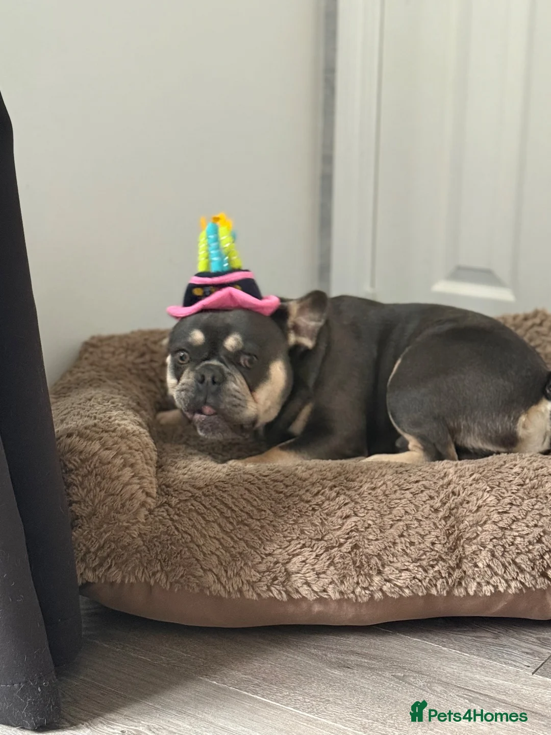French Bulldog dogs for sale: Male French bulldog - Advert 6